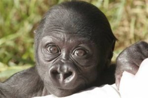 1929227_1086318324406_4726_n